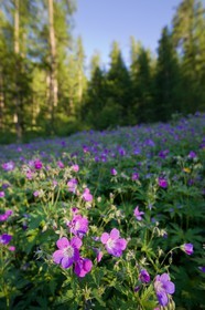 Géranium des bois; Geranium silvaticum