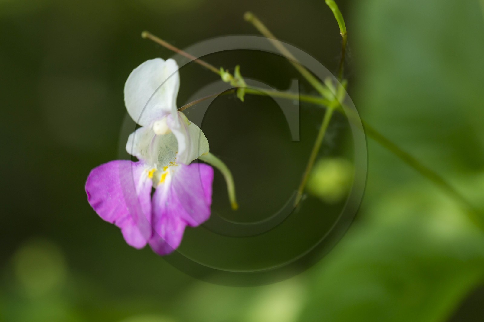 ENS de l'Isère, Zone humide de la Merlière
