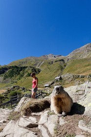 Randonnée vers le Saut du Laire, marmotte