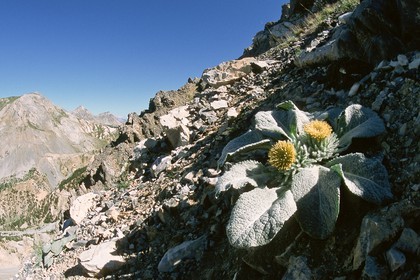 Bérardie laineuse, Berardia subacaulis