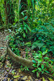 Forêt tropicale, Parc national de la Guadeloupe