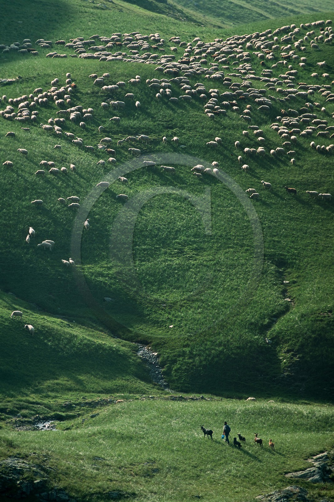 Alpage de Jujal, Le Bailou, berger