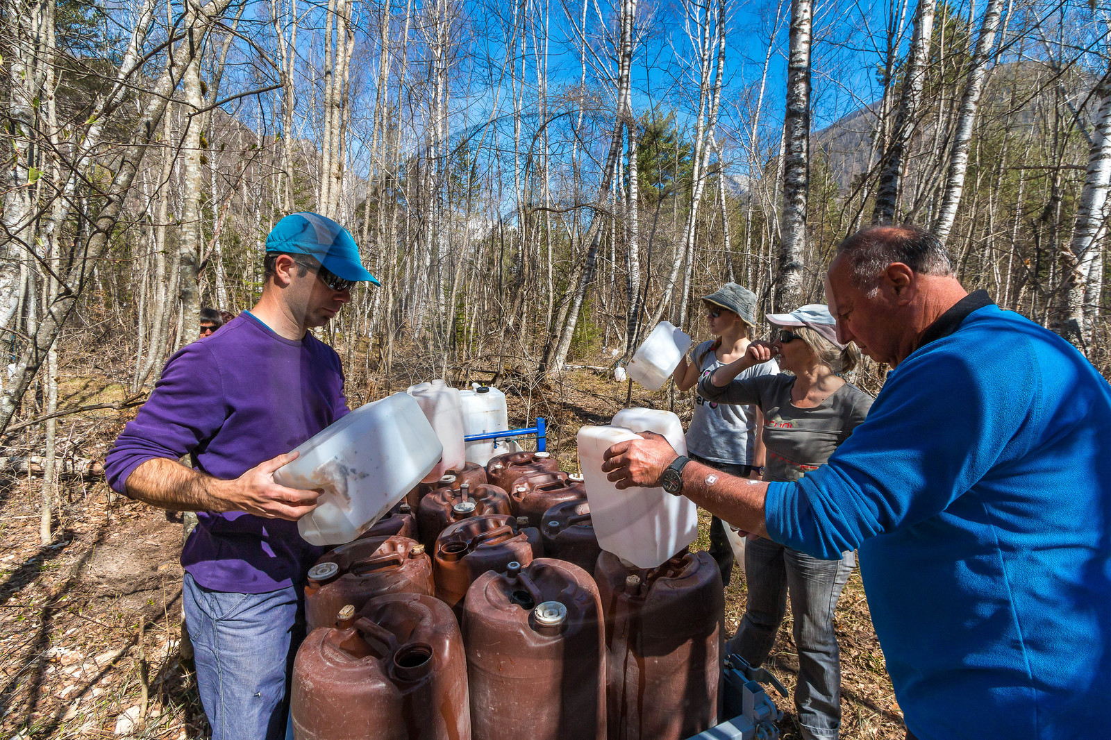 Récolte de sève de bouleau