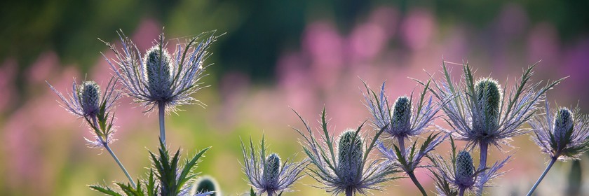 Chardon Bleu, Panicaut des Alpes, Eryngium alpinum