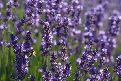 Lavende, Lavendin, Lavandula hybrida