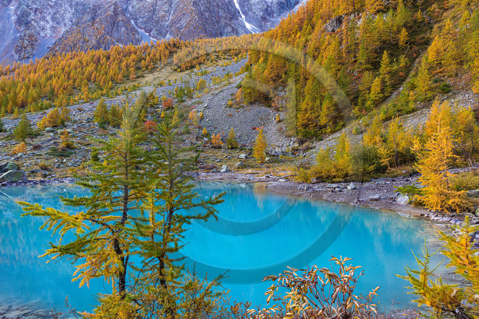 Mélèzes au lac de la Douche