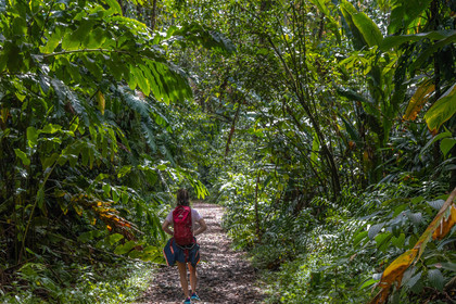Forêt tropicale, Parc national de la Guadeloupe