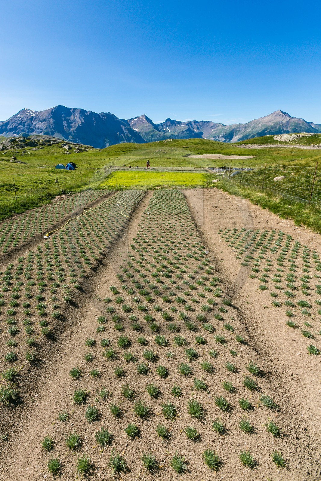 Orcières 1850, Bruno Gonnon agriculteur bio de génépi