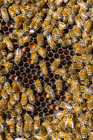 Margaux and Didier Pissard, beekeepers