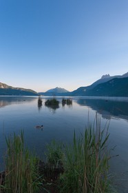 Réserve naturelle du Bout du Lac d'Annecy, roselière et Grèbe huppé (Podiceps cristatus)