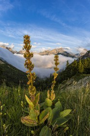 vallon de La Jarjatte, Col de Priau, gentiane jaune (gentiana lutea)