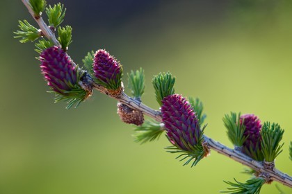 Cône femelle de mélèze (larix décidua)