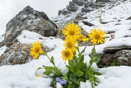 Doronic à grandes fleurs, Doronicum grandiflorum
