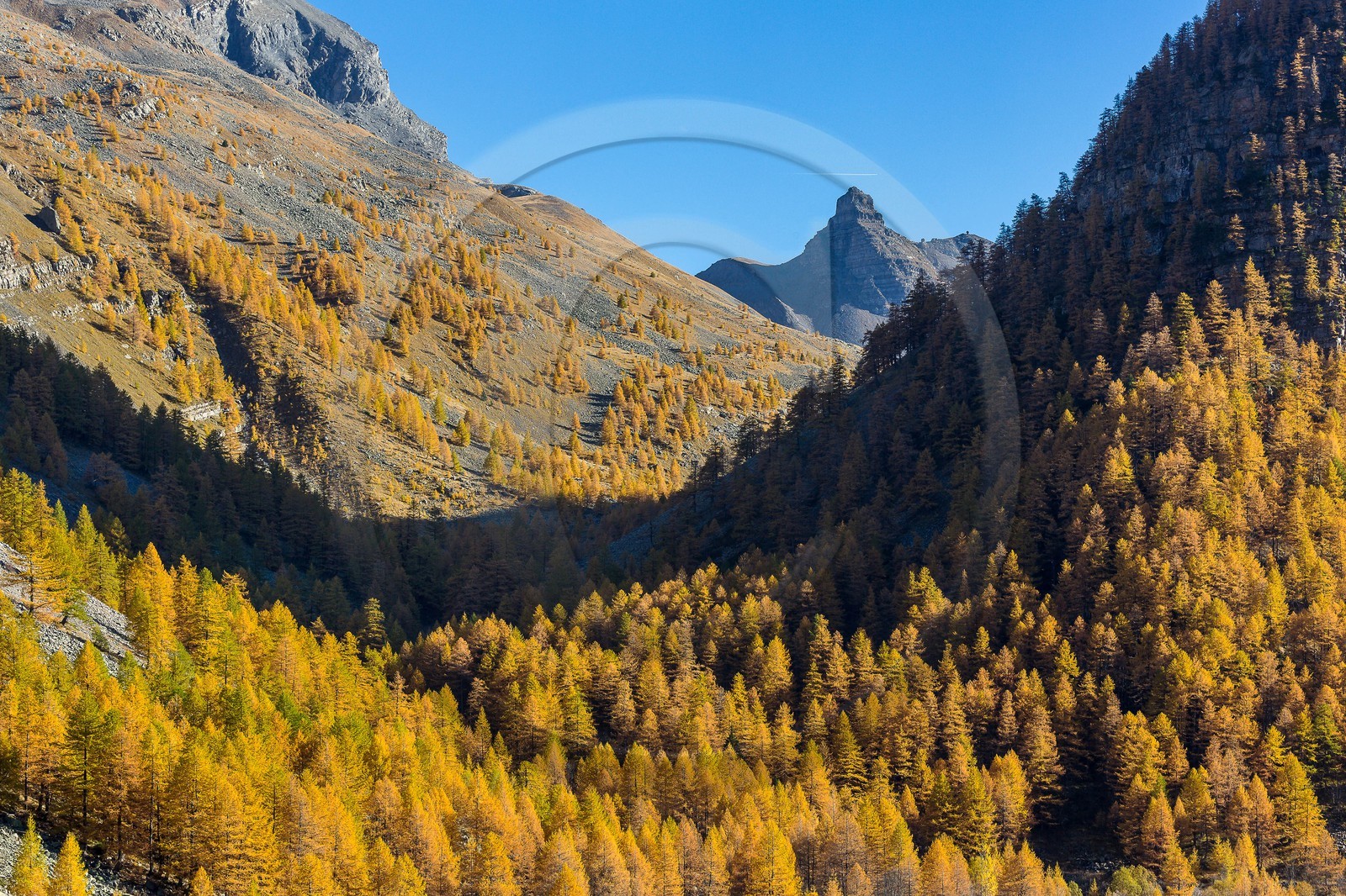 Jausiers, vallon de Pelouse, Montagne de Bonnet-Carré, Tour des Sagnes et forêt de mélèzes à l'automne