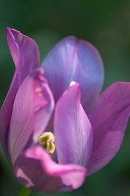 Tulipe de Guillestre, Tulipa platystigma