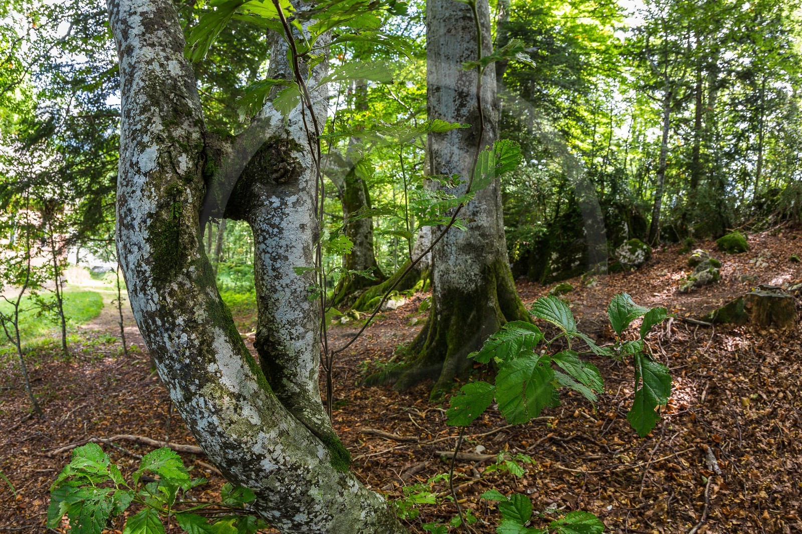 ENS de l'Isère, Les Ecouges
