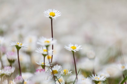 Pâquerette, Bellis perennis
