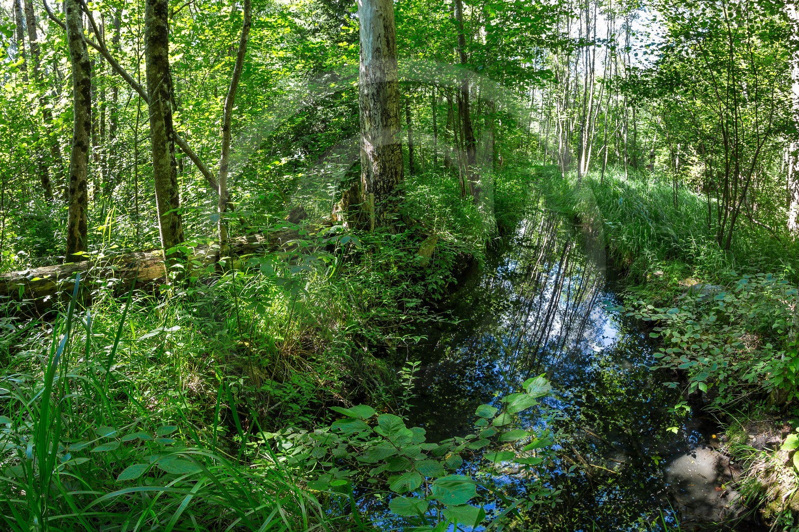 ENS de l'Isère, Vieille morte de Bourg d'Oisans