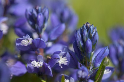 Polygale du calcaire, Polygala calcarea