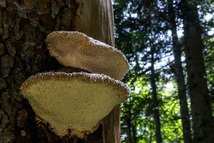 Bois du Chapitre, forêt domaniale de Gap-Chaudun