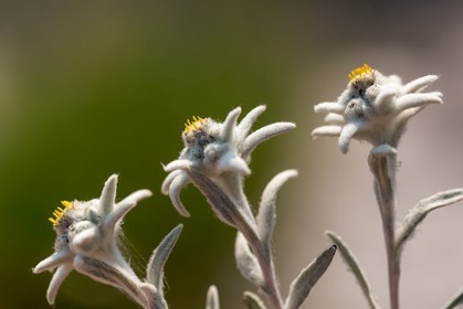 Edelweiss, Leontopodium alpinum