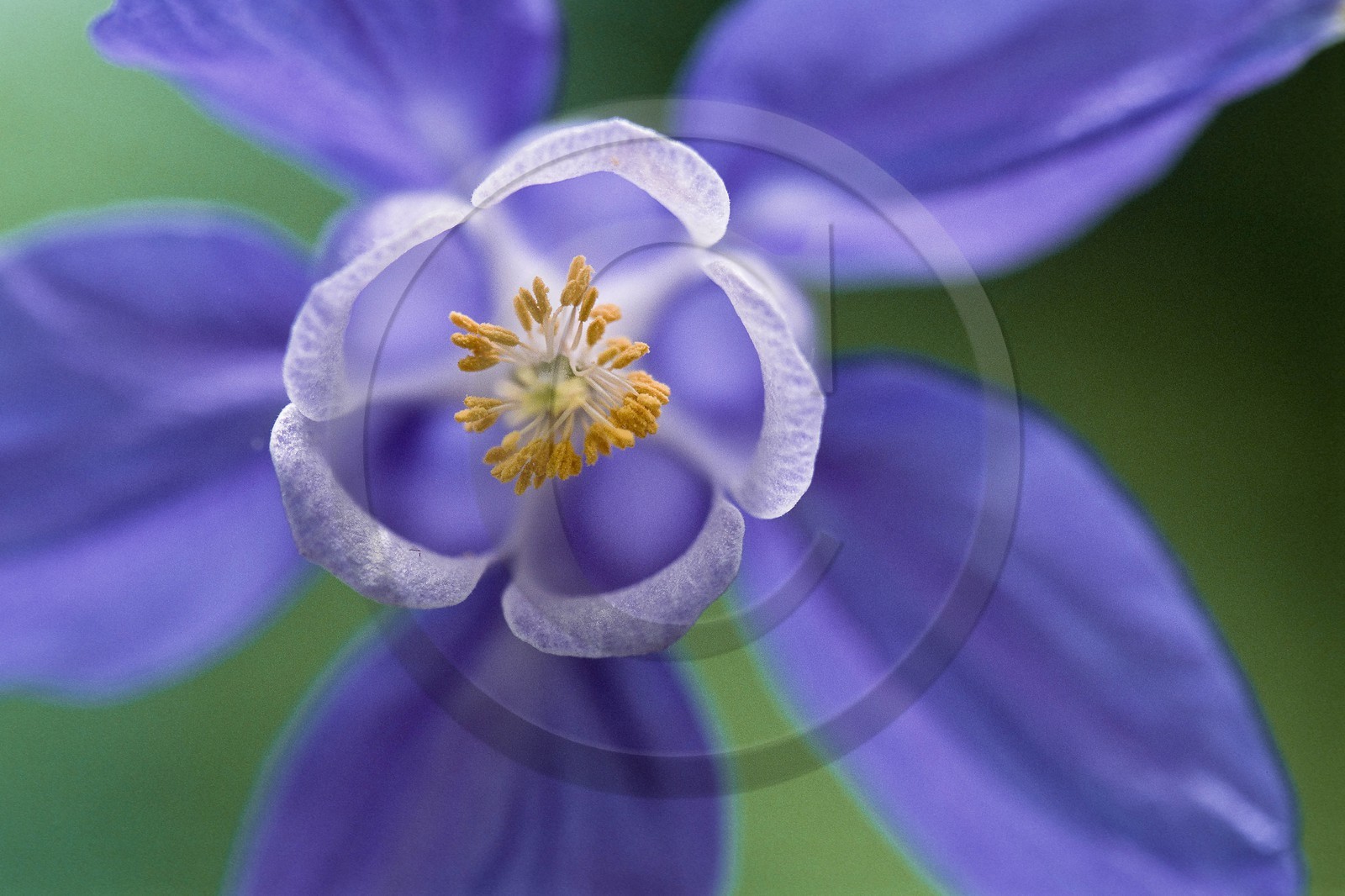 Ancolie des Alpes, Aquilegia alpina