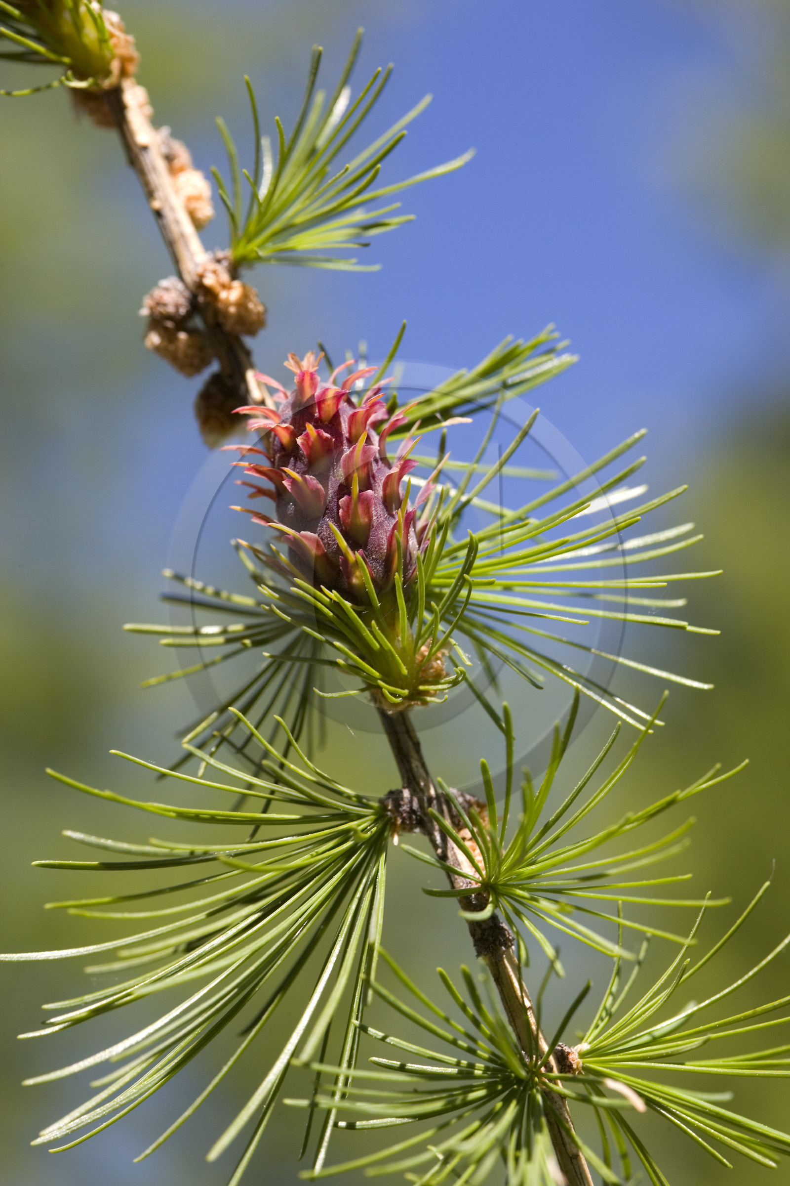 Cône femelle de mélèze (larix décidua)