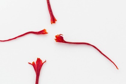 Pistil de safran (crocus sativus)