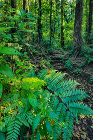 Forêt tropicale, Parc national de la Guadeloupe