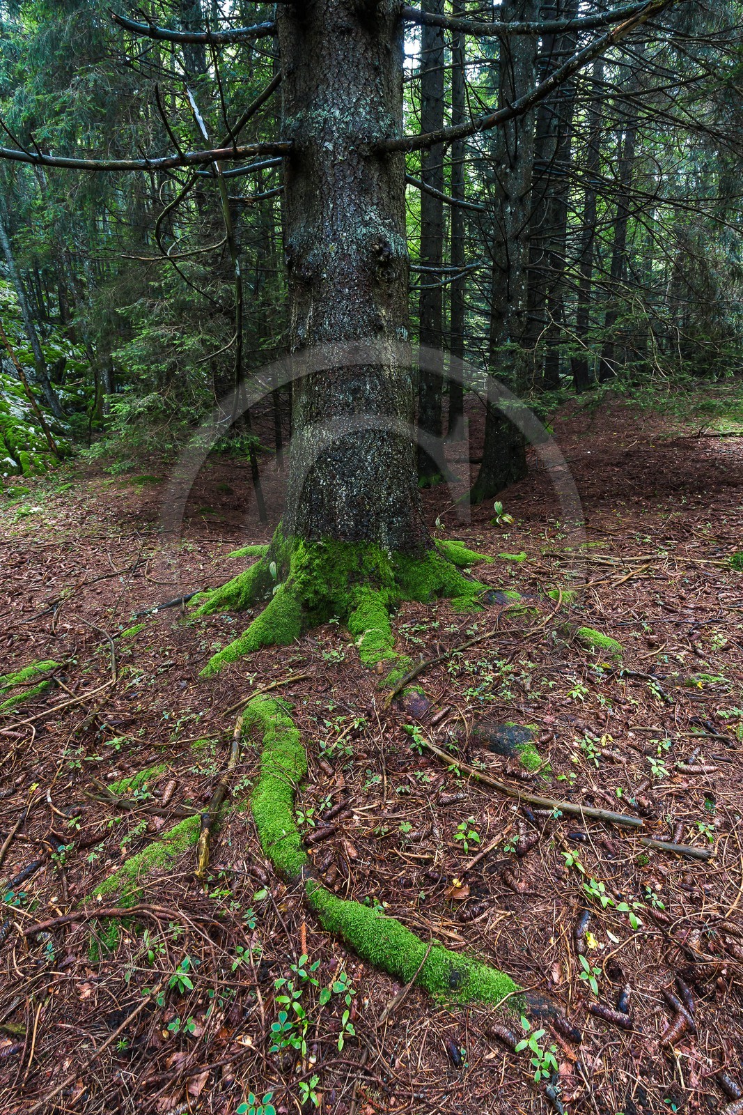 ENS de l'Isère, Les Ecouges