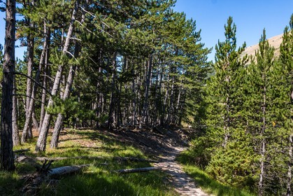 Forêt domaniale du Vanson