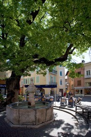Embrun, place Saint-Marcellin, fontaine de marbre rose de Guillestre du XVIè siècle et tilleul bicentenaire