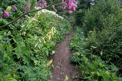 Aconit tue-loup, Aconitum lycoctonum