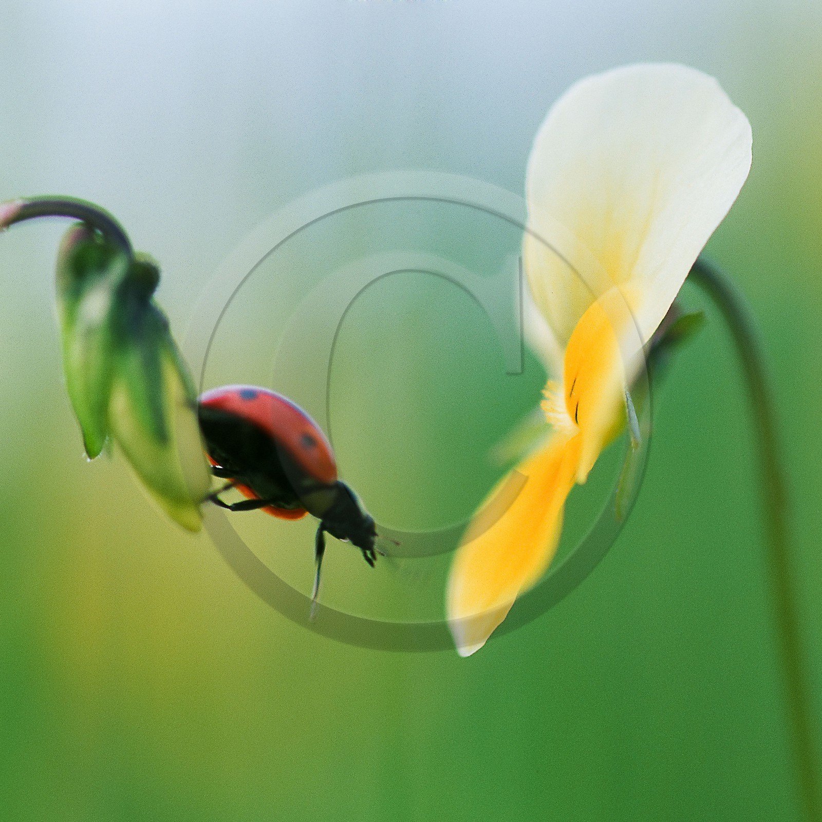 Pensée tricolore et coccinelle, Viola tricolor et Coccinella septempunctata