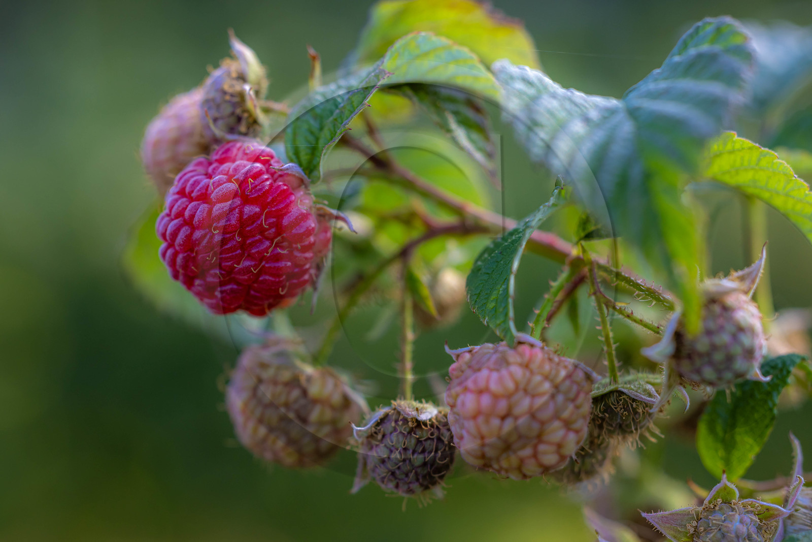 Ecrins de fruits, producteur de fruits rouges