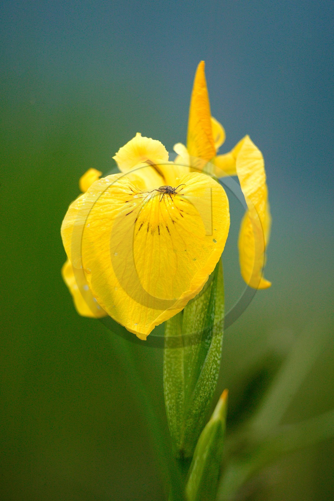 Iris des marais, iris faux acore ou iris jaune, Iris pseudacorus