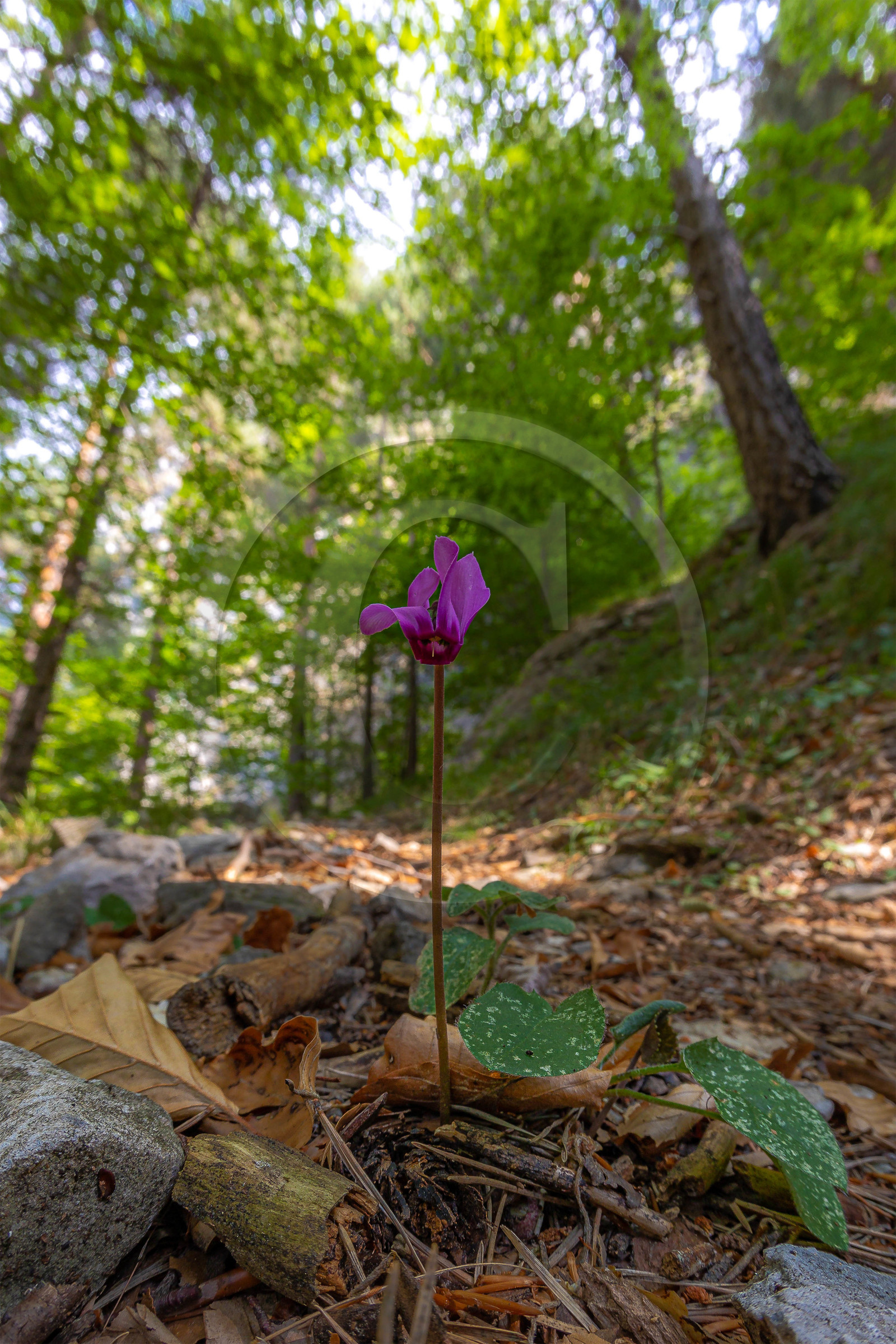 Camoglieres, sentier des cyclamens