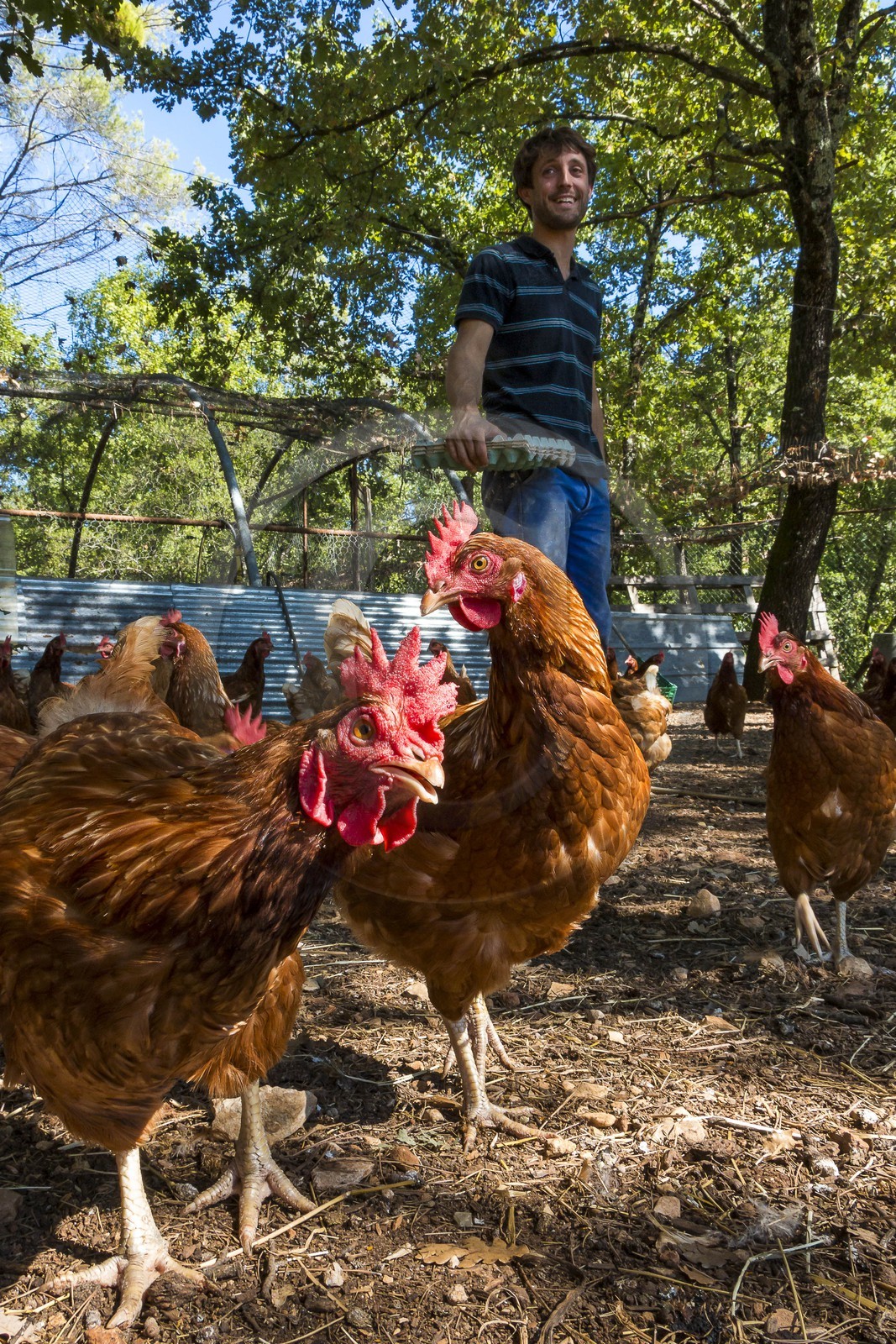 Entre Terre et Miel, Julien Ancel, apiculteur, agriculteur, maraichage