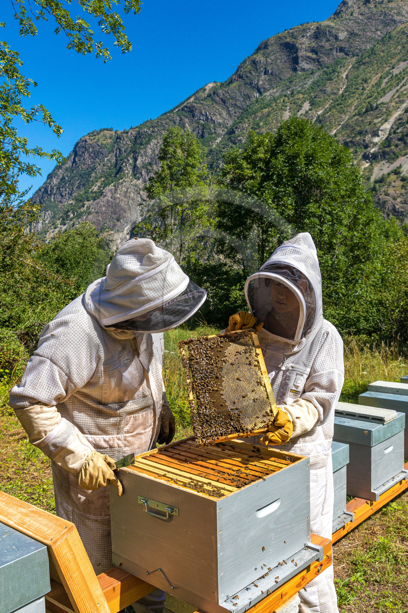Margaux et Didier Pissard, apiculteurs