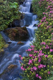 Rhododendron ferrugineux, Laurier rose des Alpes, Rhododendron ferrugineum