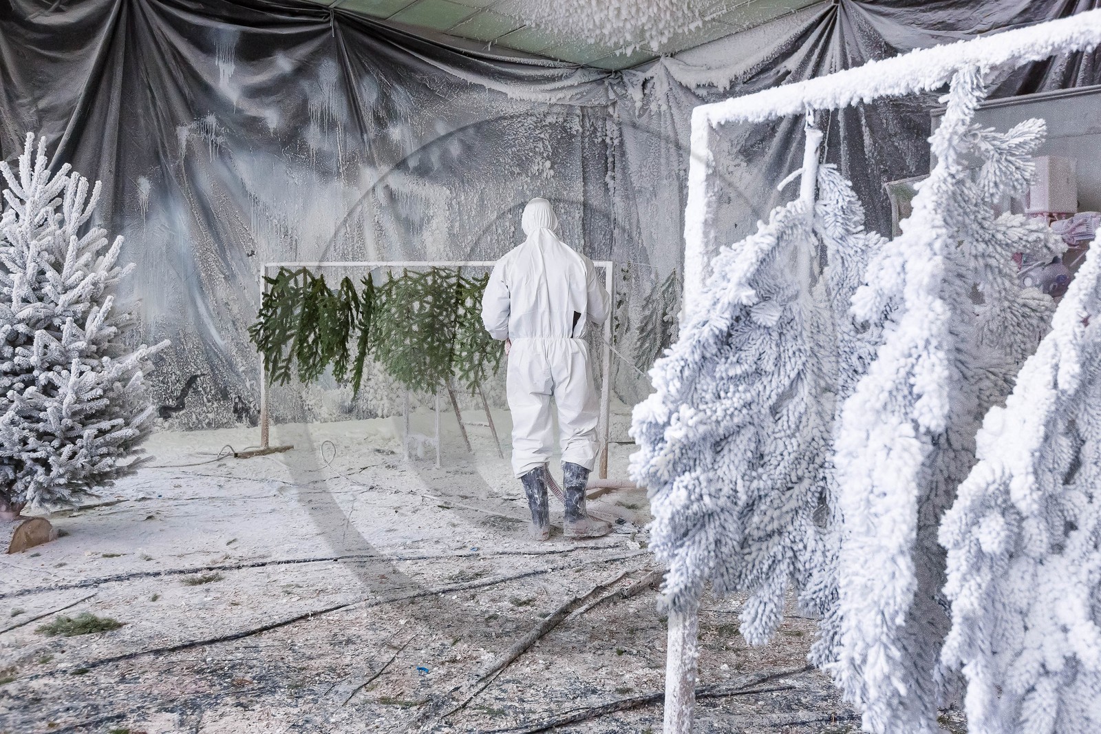 Pépinière Robin, producteur de sapin de Noël