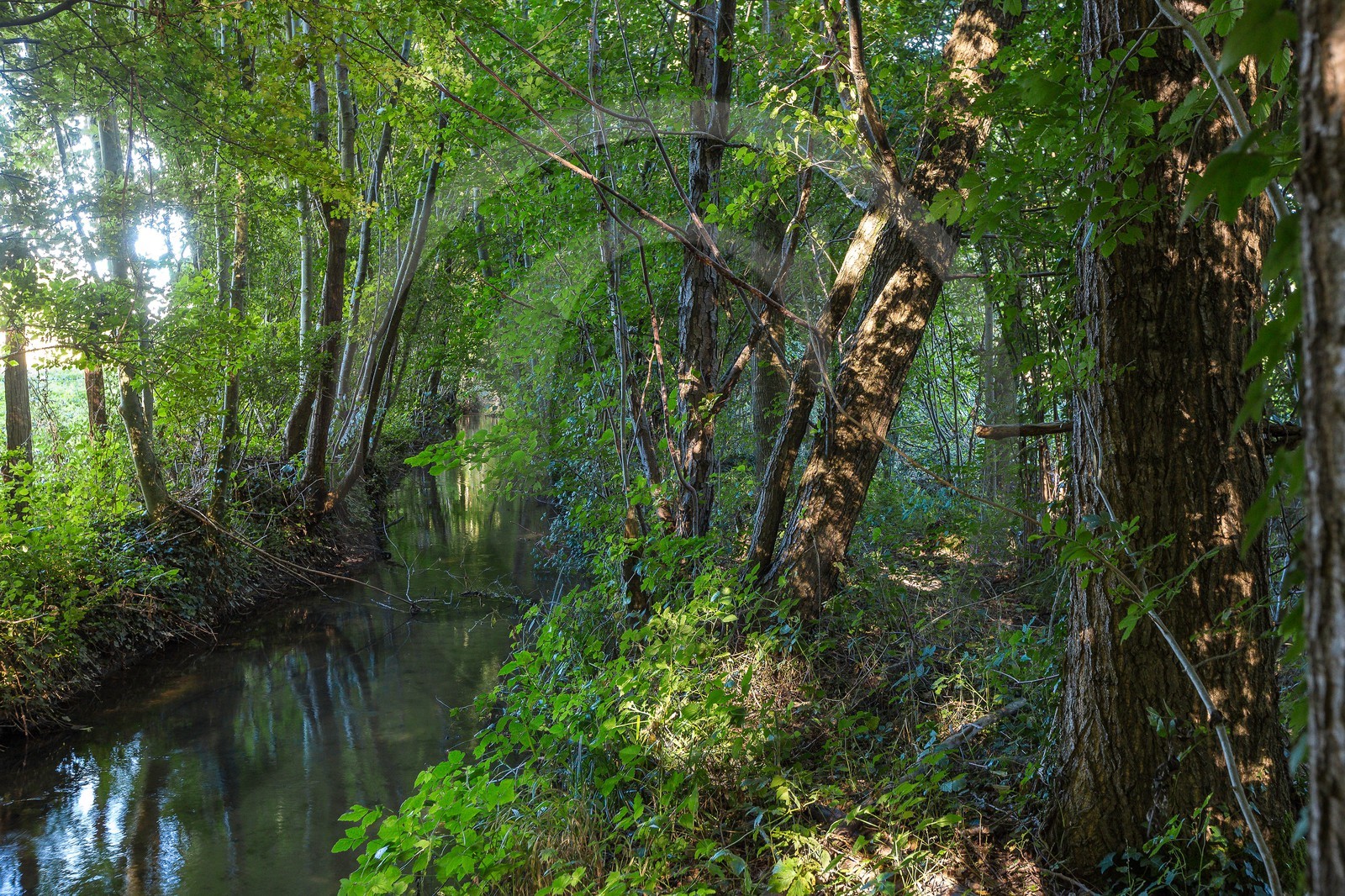 ENS de l'Isère, étang de Montjoux