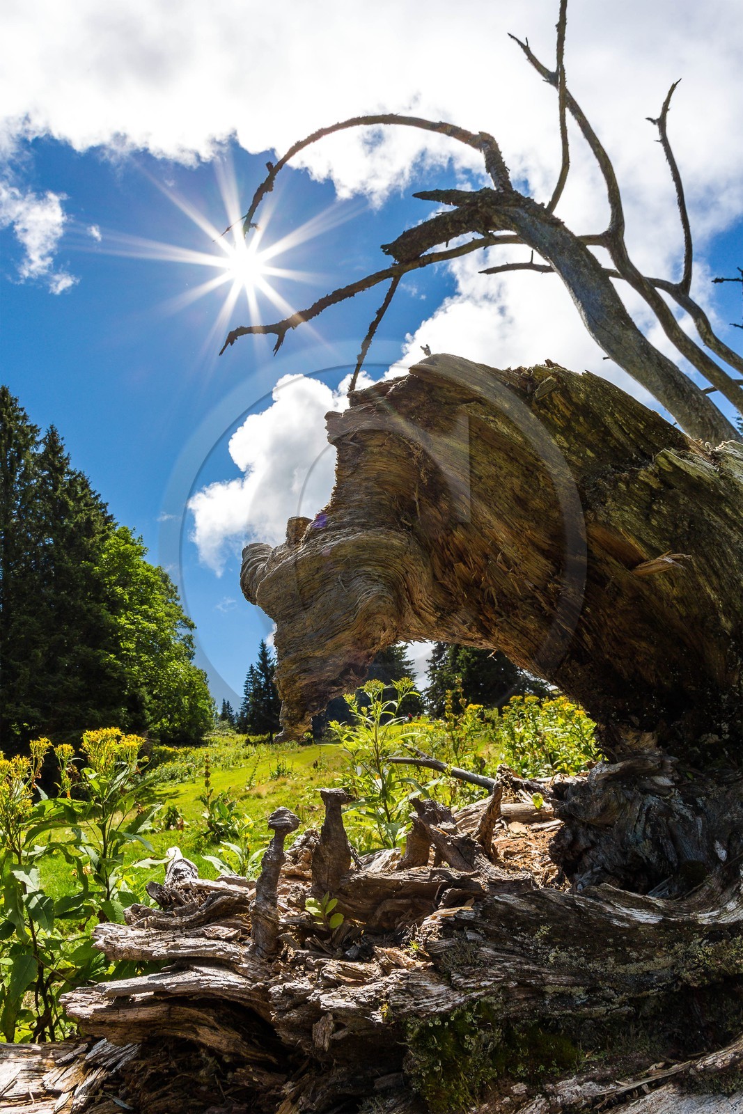 ENS de l'Isère, Plateau de la Molière et du Sornin