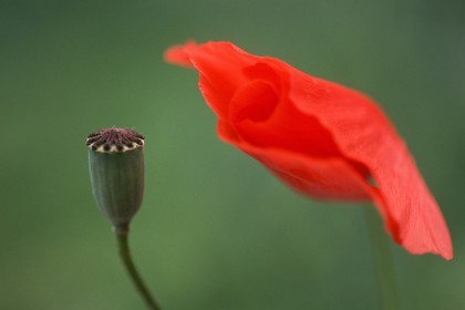 Coquelicot, Papaver rhoeas