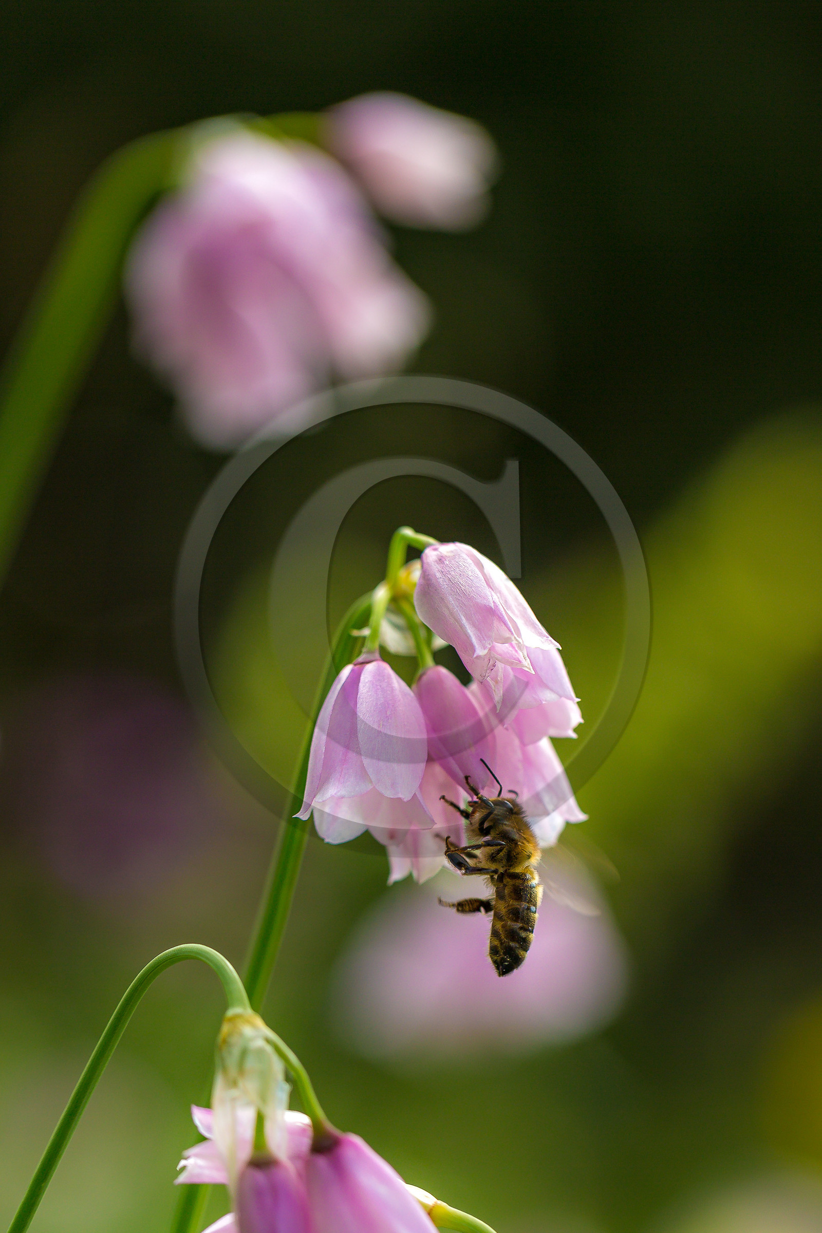 Ail à fleur de narcisse,, abeille