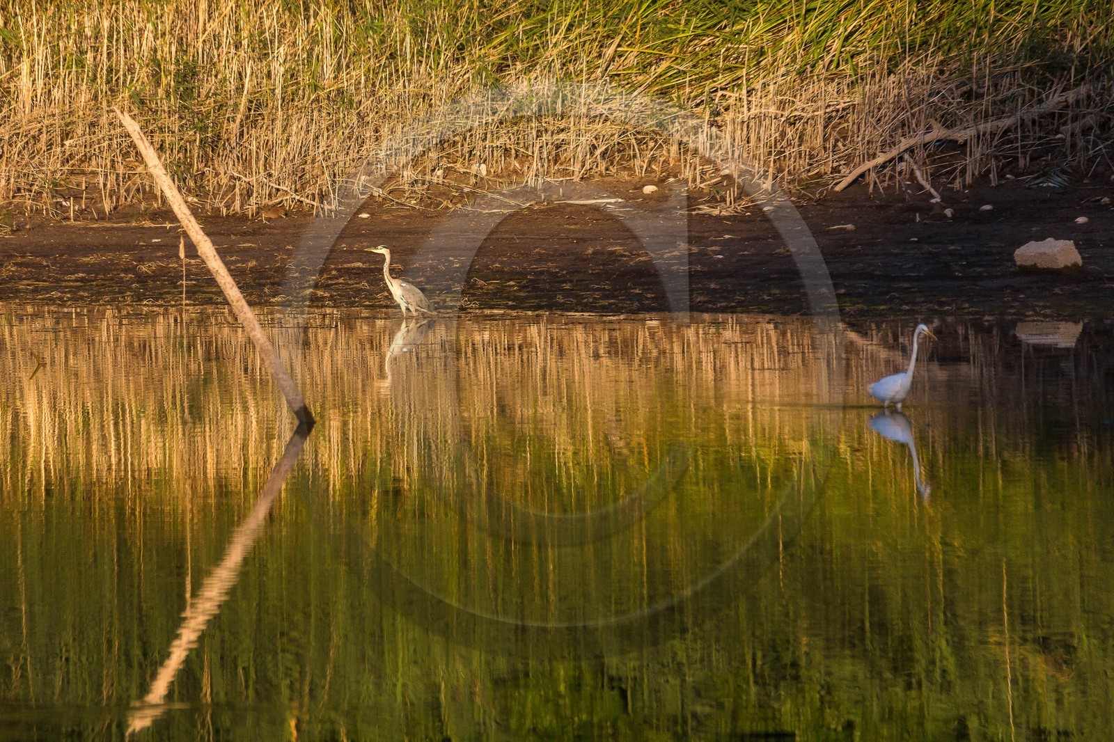 ENS de l'Isère, étang de Montjoux