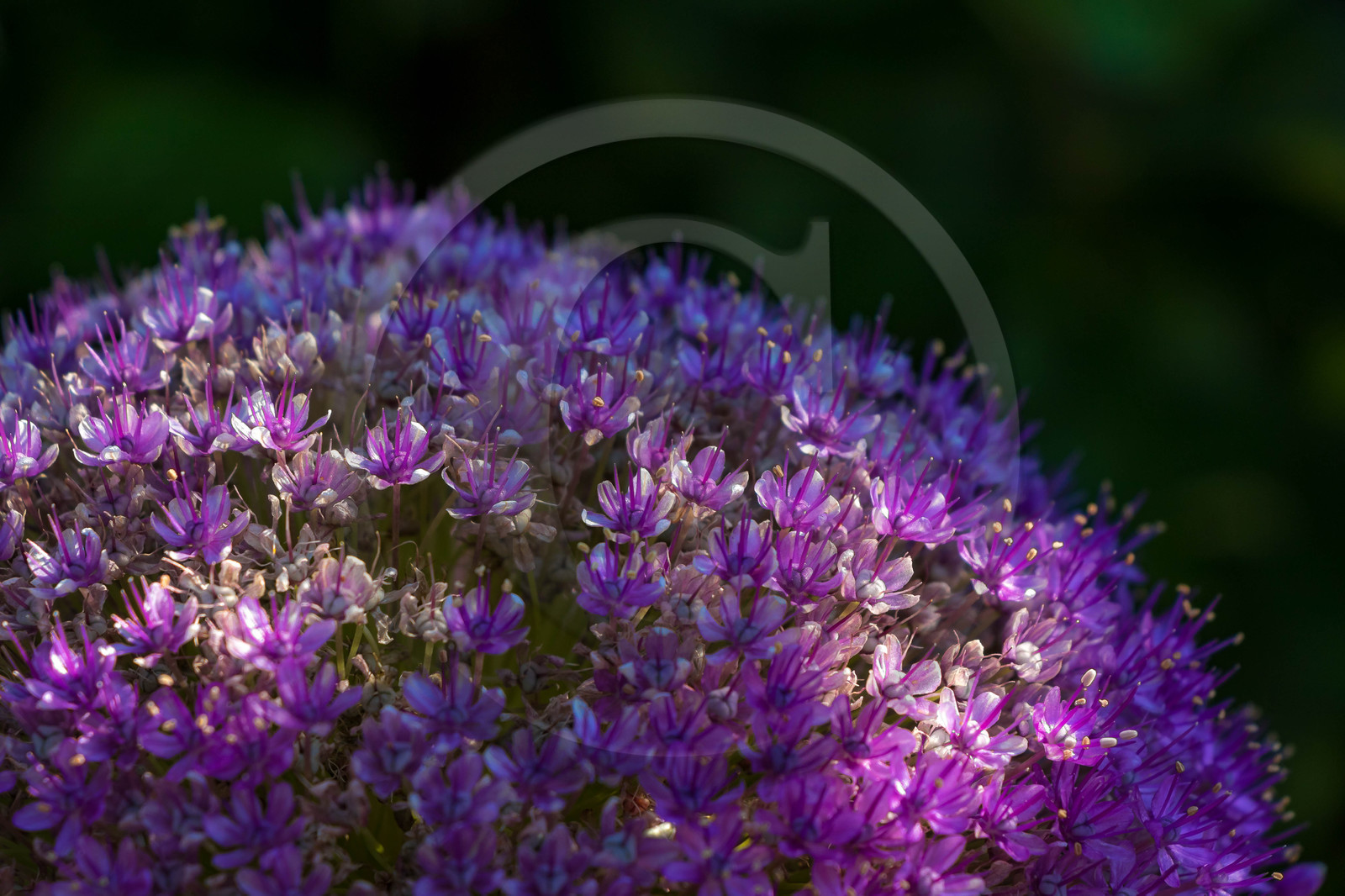Jardin des Cinq Sens