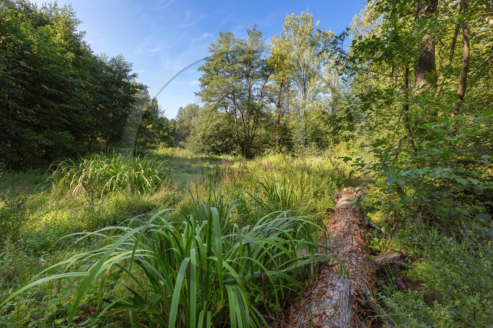 ENS de l'Isère, étang de Mai