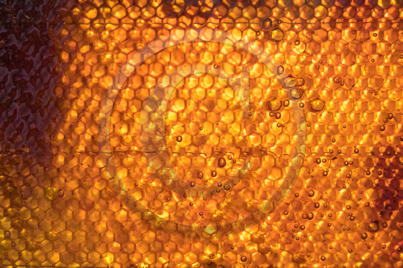 Margaux et Didier Pissard, apiculteurs