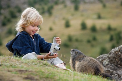 Marmotte des Alpes ( Marmota marmota )